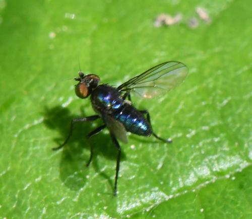 Réf. 343 300 : Chrysotus sp.